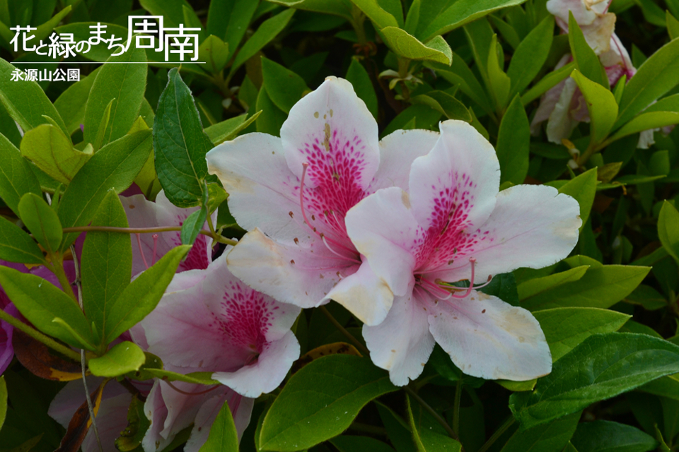 花と緑のまち周南「永源山公園」薄ピンクのつつじ