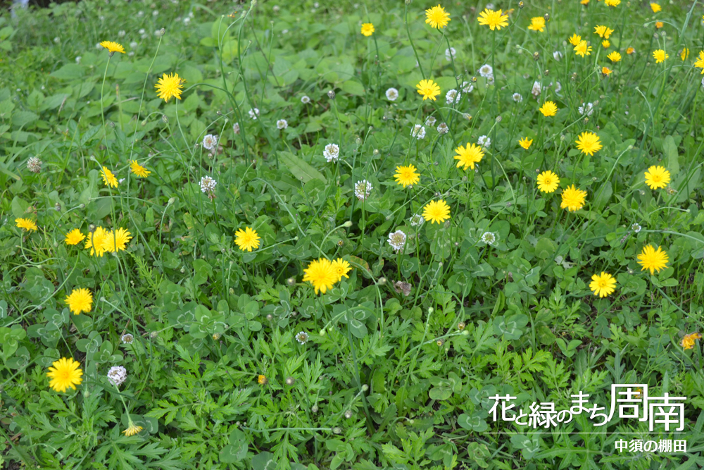 花と緑のまち周南「中須の棚田」ブタナとシロツメクサ