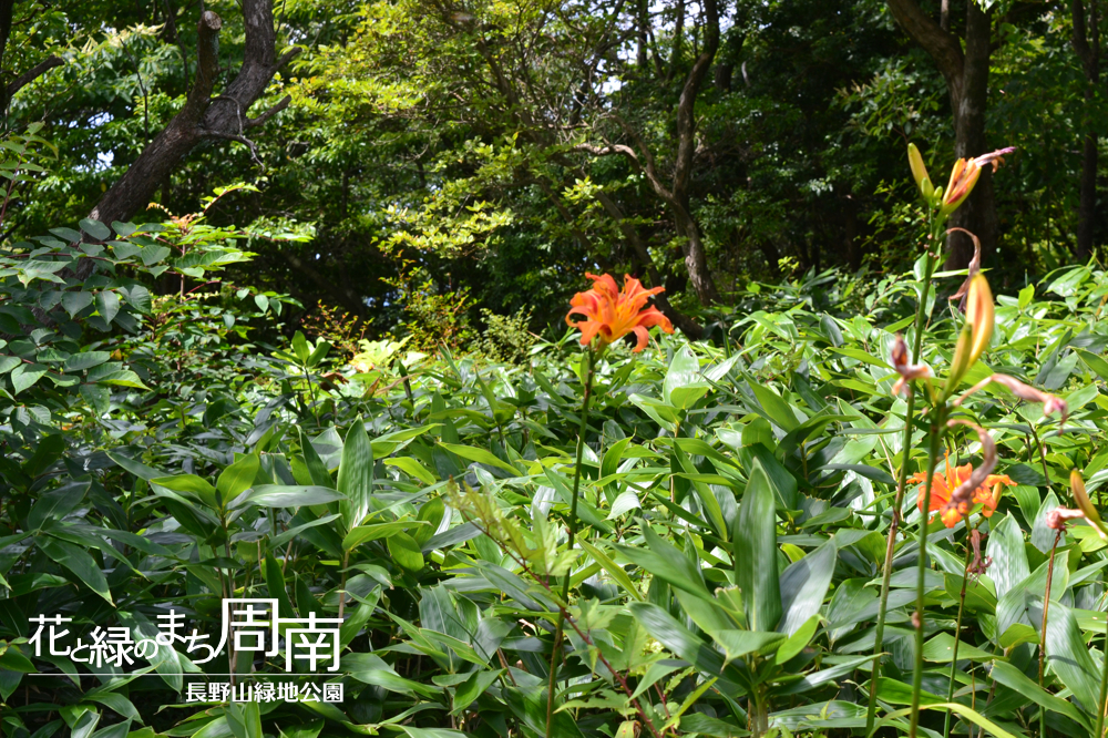 花と緑のまち周南「長野山緑地公園」ヤブカンゾウ