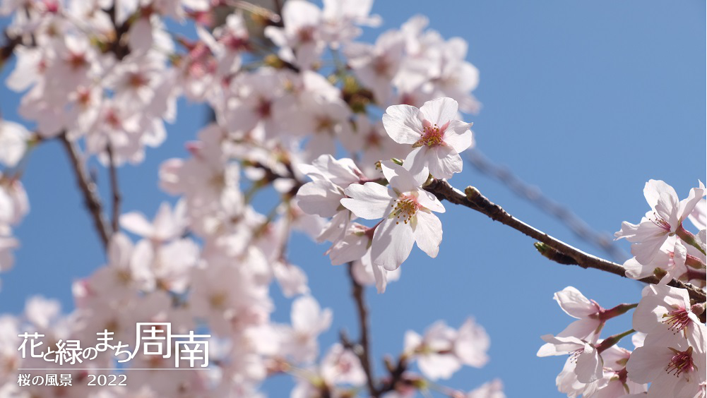 花と緑のまち周南　「桜の風景2022」　桜