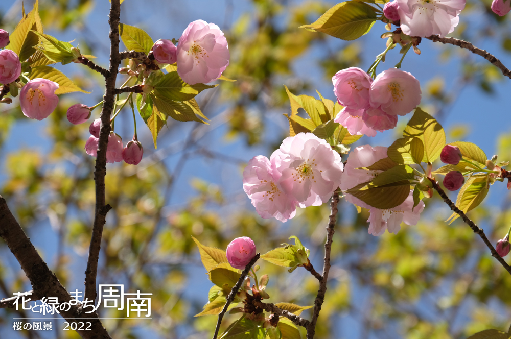 花と緑のまち周南　「桜の風景2022」　八重桜