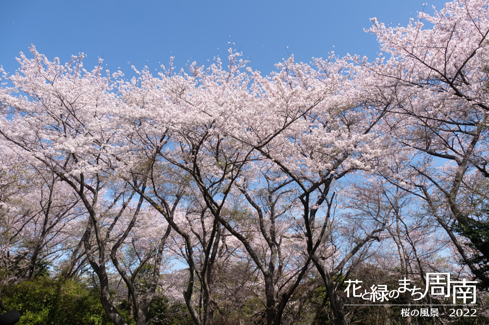 花と緑のまち周南　「桜の風景2022」桜並木