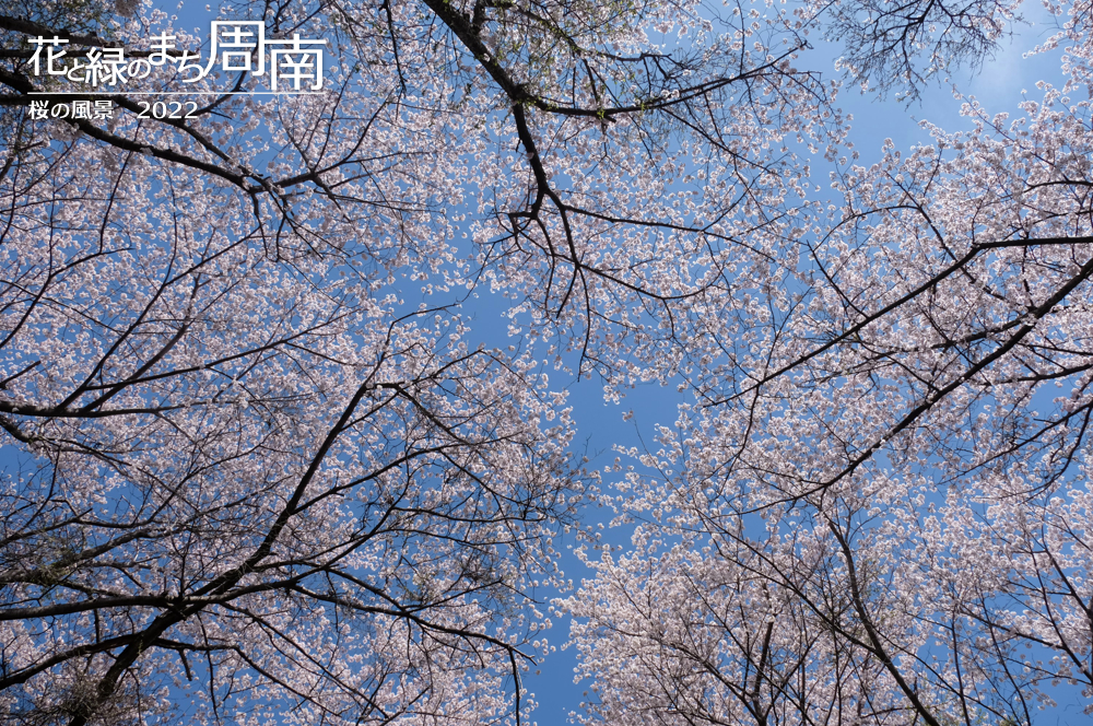 花と緑のまち周南　「桜の風景2022」　見上げる桜