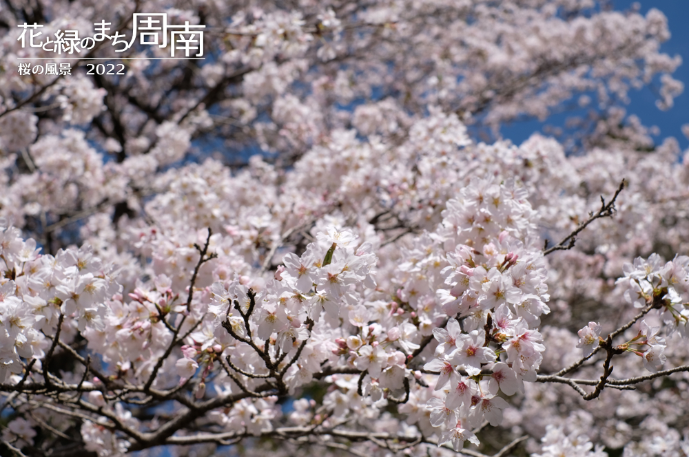 花と緑のまち周南　「桜の風景2022」　満開の桜