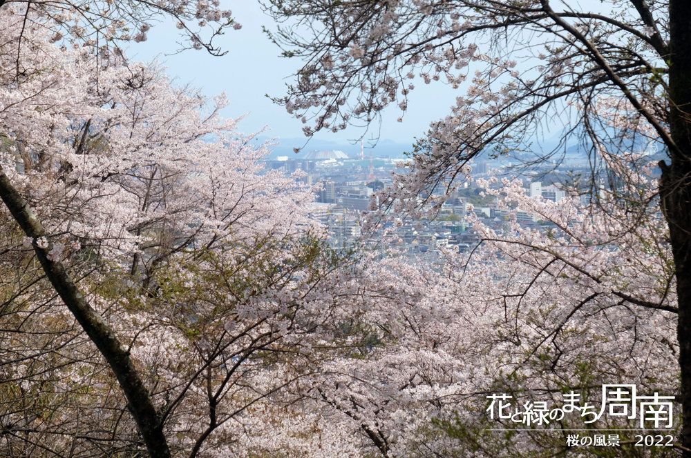 花と緑のまち周南　「桜の風景2022」　川﨑観音からの眺望