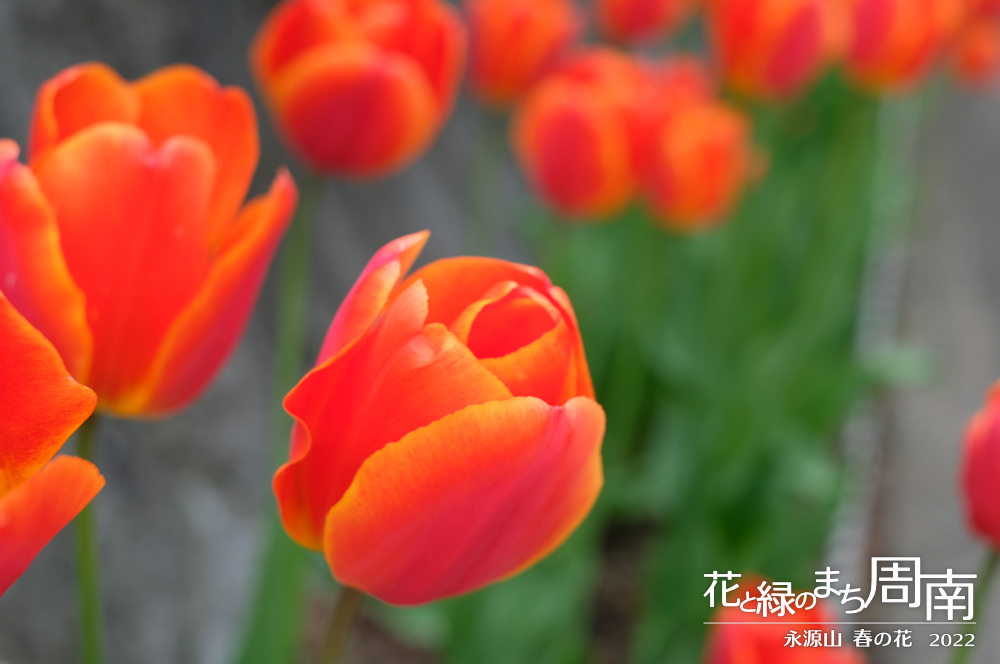 花と緑のまち周南・今週のピックアップ「永源山 春の花　2022」赤いチューリップ