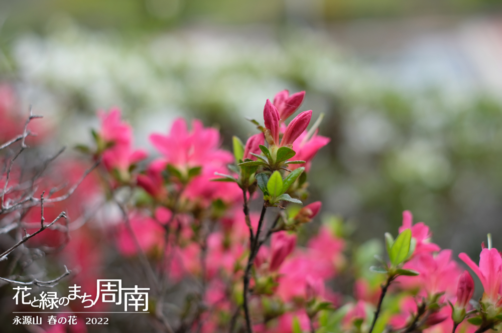 花と緑のまち周南・今週のピックアップ「永源山 春の花　2022」ピンクのつつじ