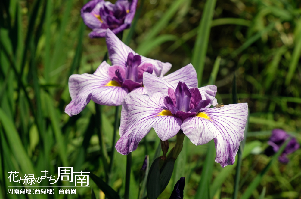 花と緑のまち周南・今週のピックアップ「周南緑地（西緑地） 菖蒲園」薄紫の花菖蒲