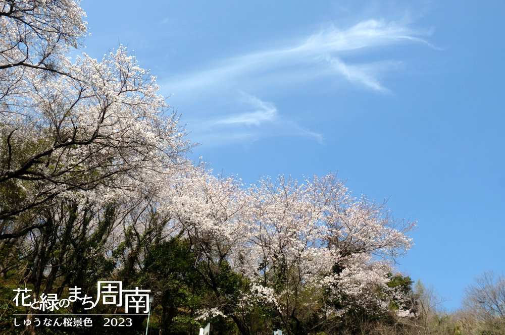 花と緑のまち周南・今週のピックアップ「しゅうなん桜景色2023」辰尾公園