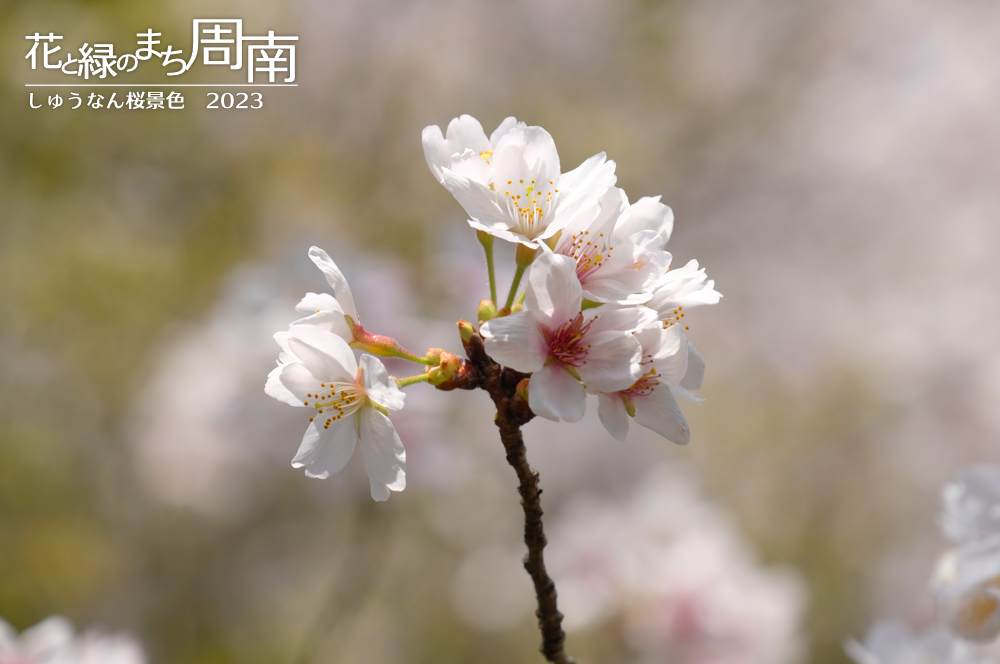 花と緑のまち周南・今週のピックアップ「しゅうなん桜景色2023」桜一枝（辰尾公園）