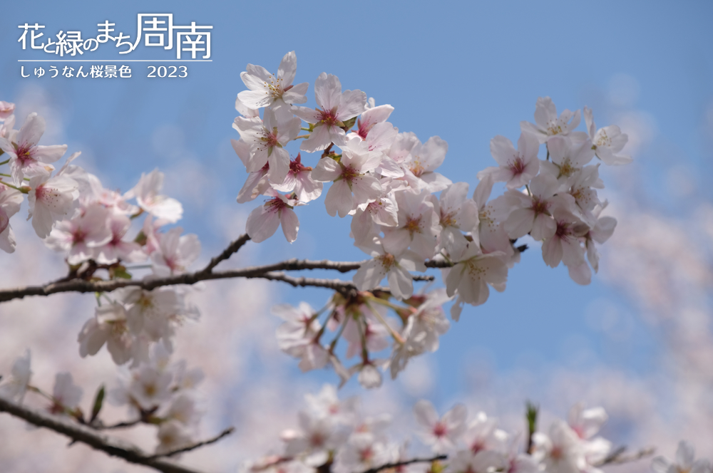 花と緑のまち周南・今週のピックアップ「しゅうなん桜景色2023」青空と桜の枝（桜の森）