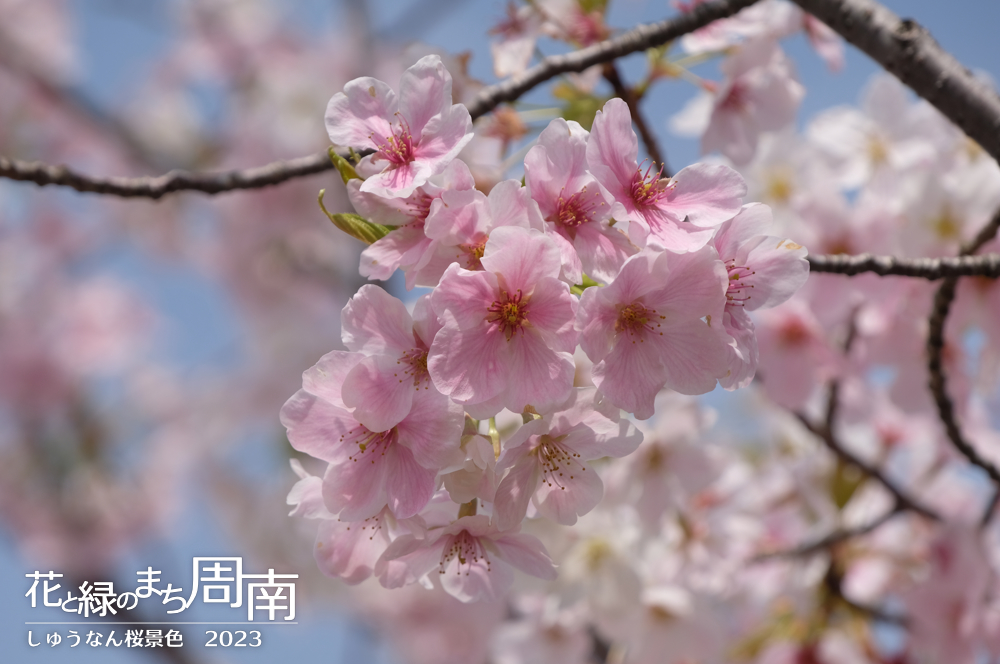 花と緑のまち周南・今週のピックアップ「しゅうなん桜景色2023」ピンクの桜（桜の森）