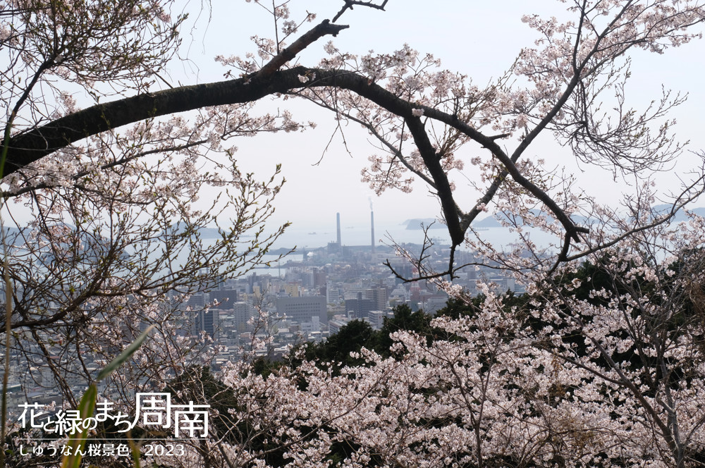 花と緑のまち周南・今週のピックアップ「しゅうなん桜景色2023」桜と工場地帯（周南市幸の台）