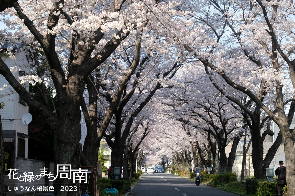 「しゅうなん桜景色2023」緑と文化のプロムナード